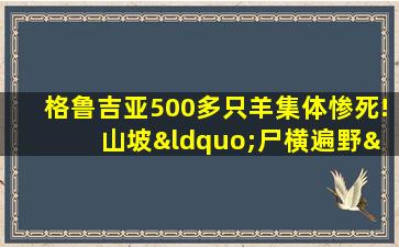 格鲁吉亚500多只羊集体惨死! 山坡“尸横遍野”